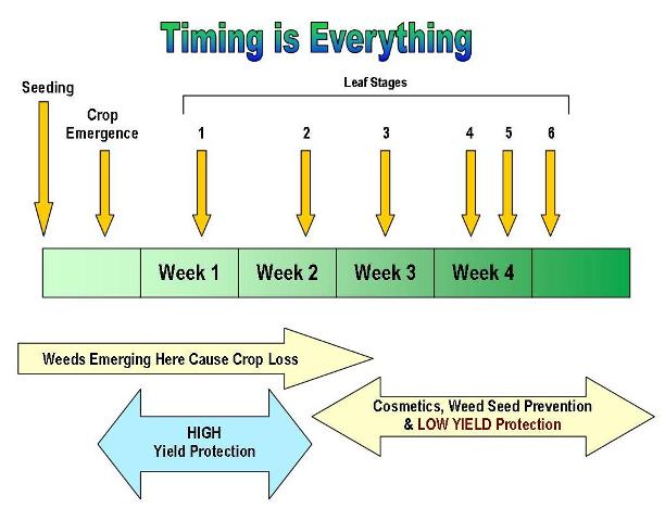 Herbicide timing
