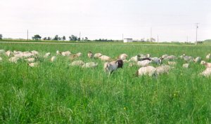 Goats on Pasture