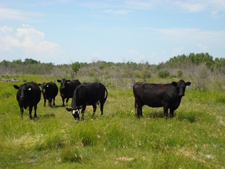Picture of Bisons in Field