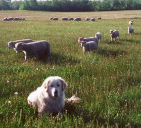 dog sitting in the sheep field