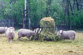 sheep feeding