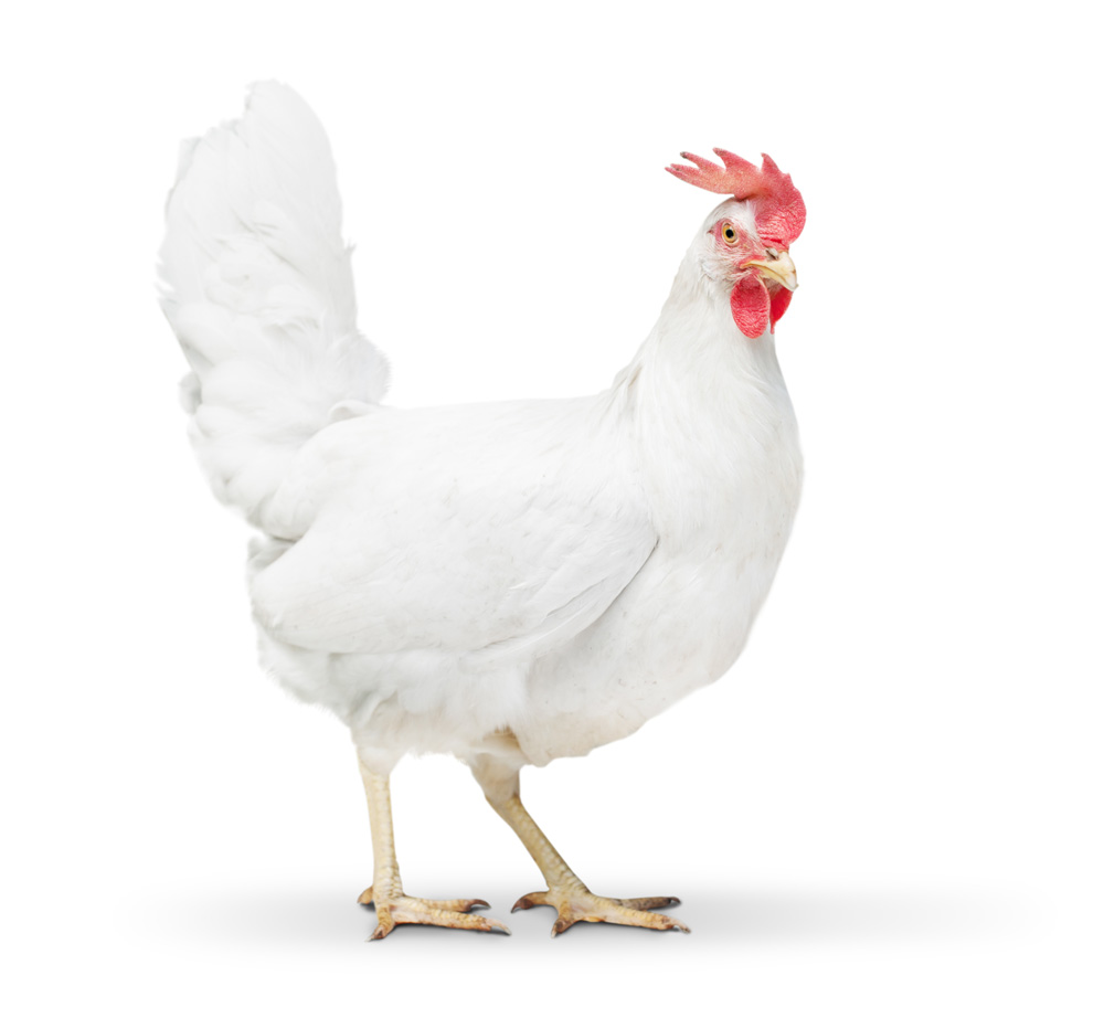 Image d’un poulet blanc