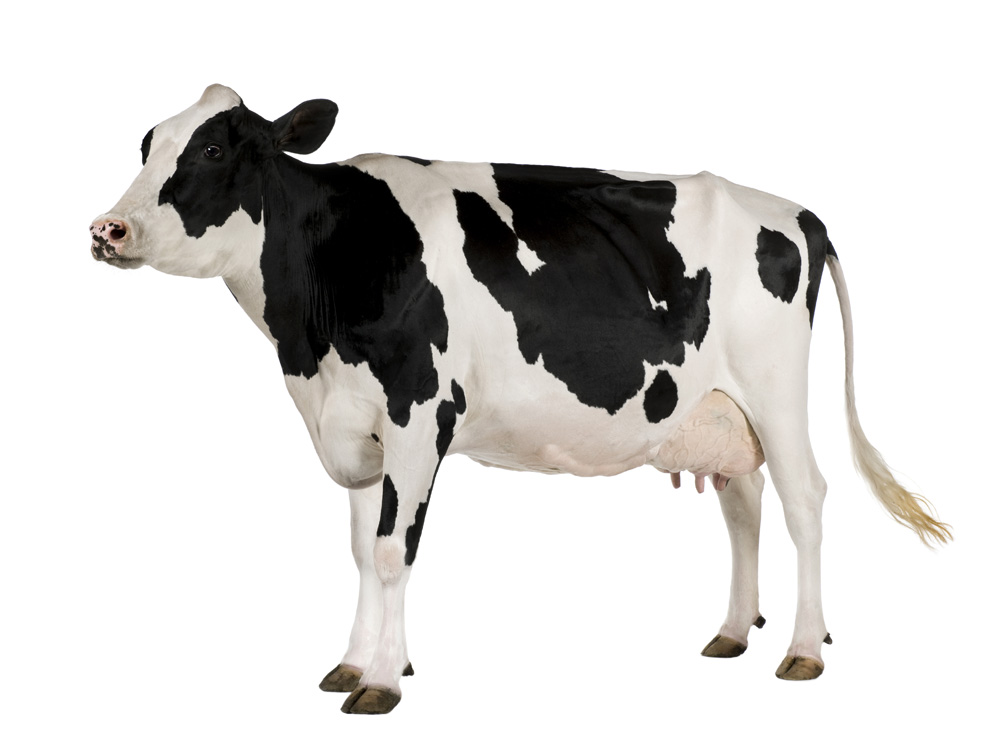 Image d’une vache laitière