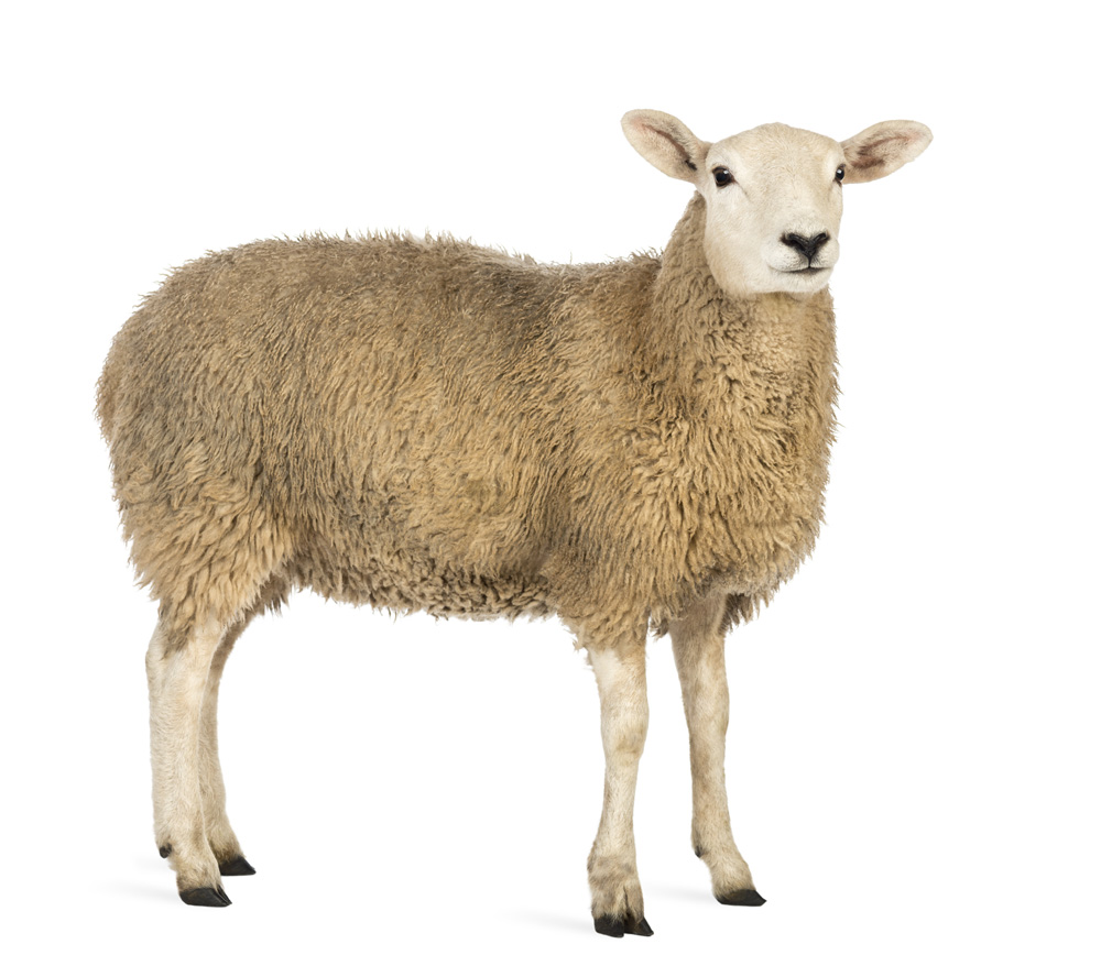 Image d’un mouton