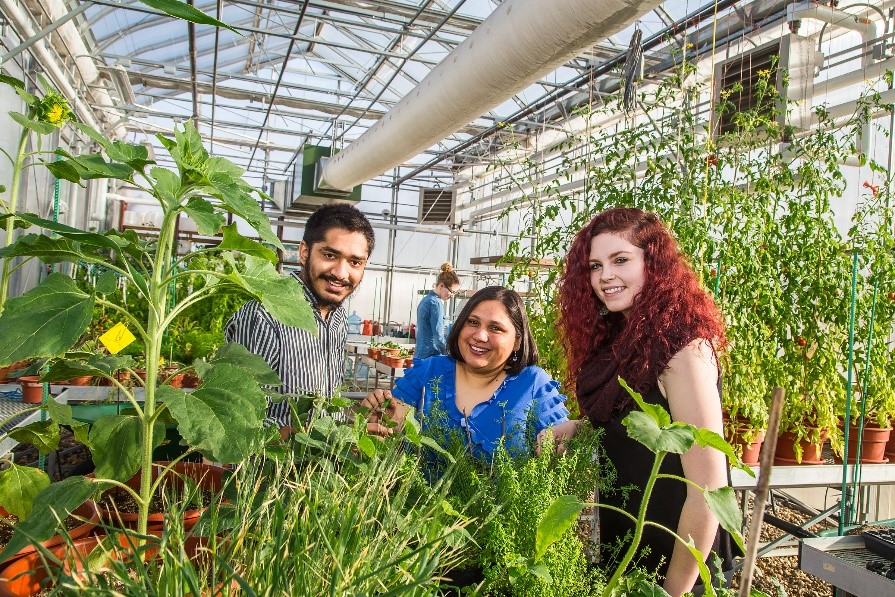 Image of three people working in a greenhouse on a bright sunny day