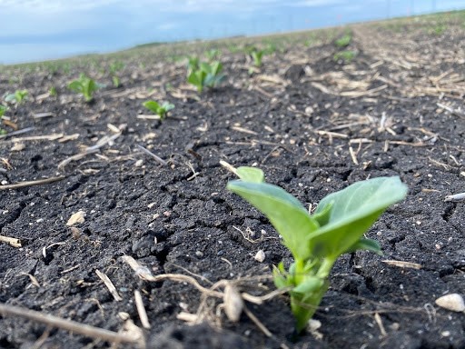 Closeup photo of a seedling breaking ground in an agricultural field