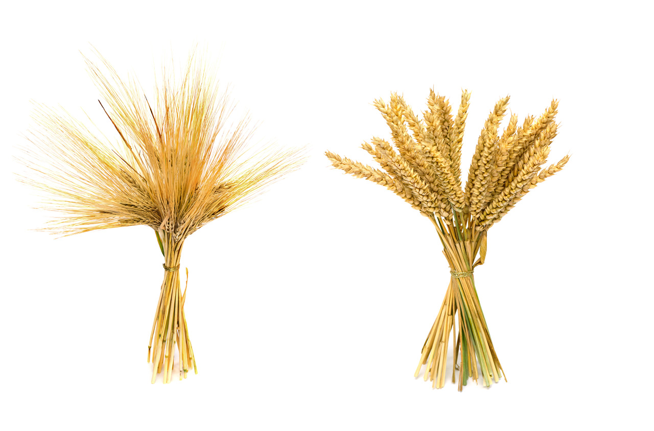 Image d’une botte de blé et d’une botte d’orge, côte à côte