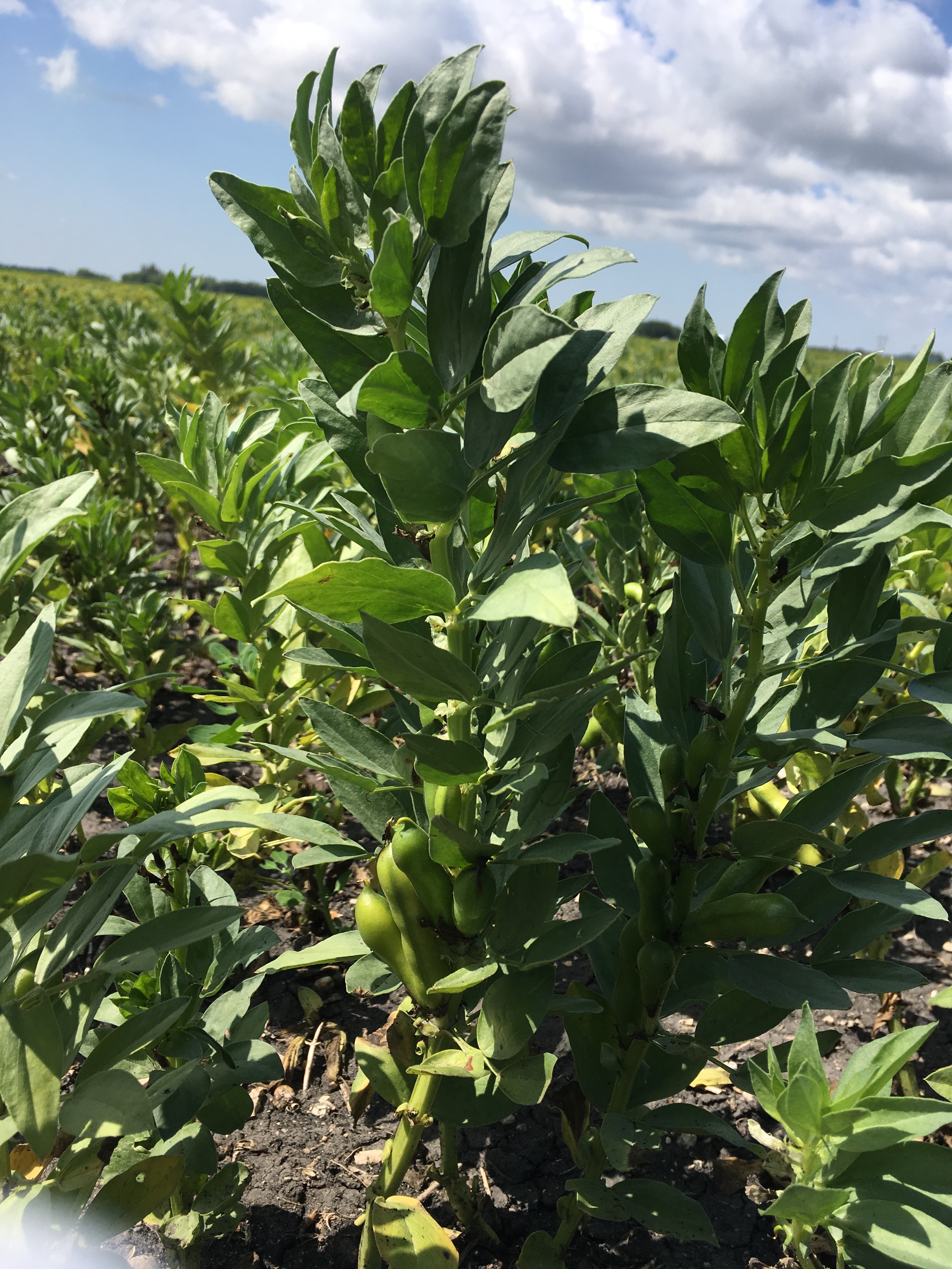 Picture of fava bean crops in the field on a bright sunny day