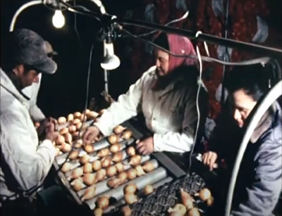 des ouvriers trient des pommes de terre sur une chane de montage
