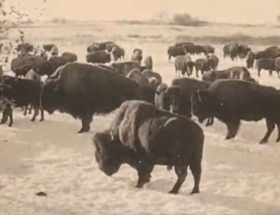 troupeau de bisons dans les prairies