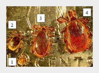 Life stages of the blacklegged tick