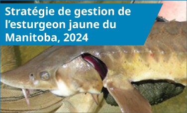 Stratégie de gestion de l’esturgeon jaune du Manitoba, 2024