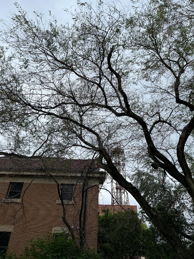 Elm trees