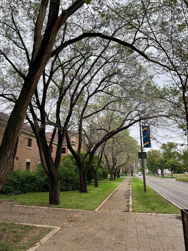 Elm trees